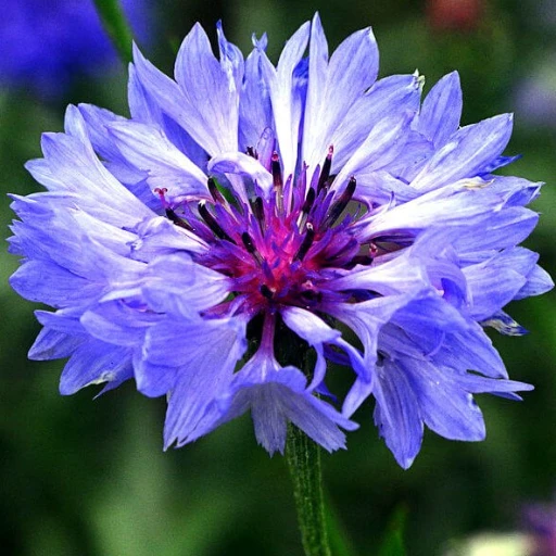 Centauree bleuet fleur
